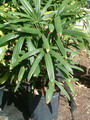Rhapis Excelsa